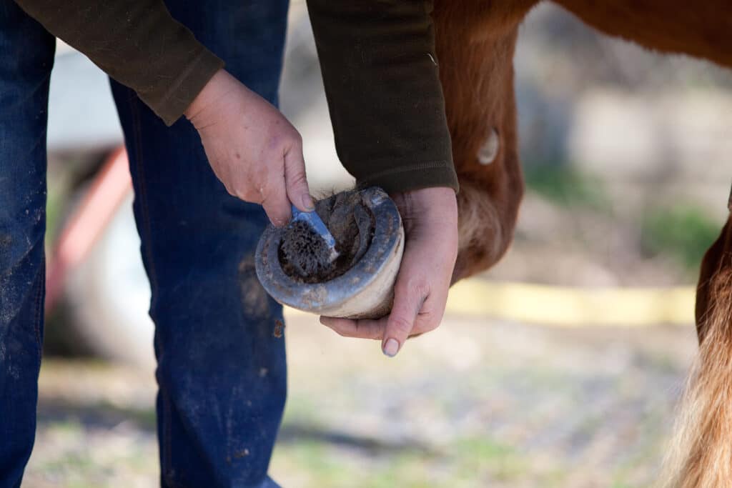 Main tenant une petite brosse bleue pour nettoyer la sole et la fourchette du sabot d'un cheval brun.