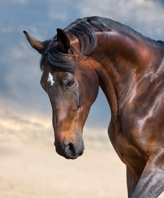 Superbe portrait rapproché d'un cheval bai foncé à la robe brillante, tête baissée, avec une petite étoile blanche sur le front.