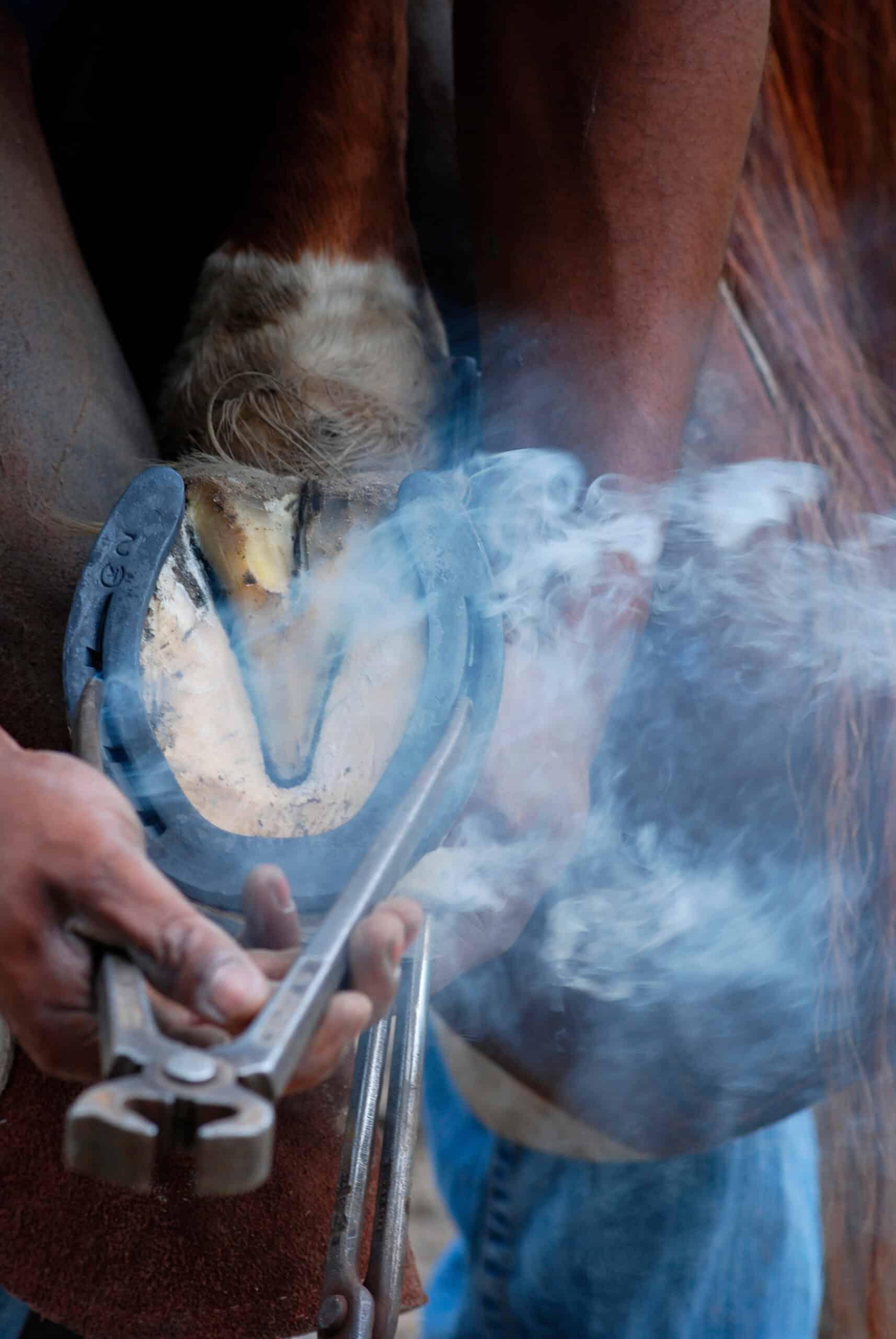 Maréchal-ferrant tenant une pince et ajustant un fer à cheval chaud sur un sabot de cheval, dégageant de la fumée.