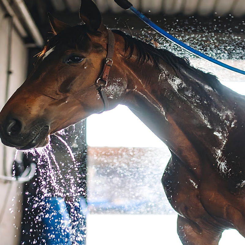 Cheval baie sous une douche puissante, le visage rafraîchi par l'eau éclaboussant, tenu par un licol en cuir.